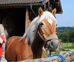 Wir lieben Tiere und vor allem Pferde!